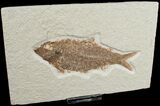 Large Knightia Fossil Fish - Wyoming #6564-1
